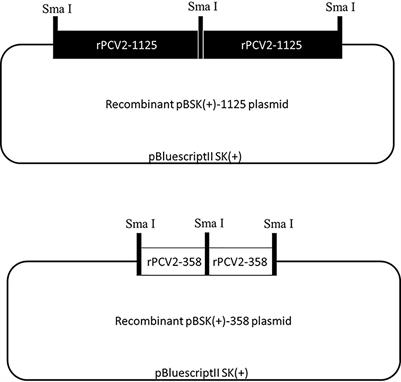 A Novel Virus-Like Agent Originated From Genome Rearrangement of Porcine Circovirus Type 2 (PCV2) Enhances PCV2 Replication and Regulates Intracellular Redox Status In Vitro